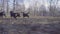 Woman and bernese shepherd dogs in spring park