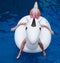 Woman with big inflatable unicorn in the pool