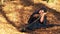 Woman In Black Cuddling A Furtail Sitting In