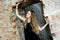 Woman in blak dress inside ruins