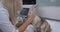 Woman blonde doctor strokes a beautiful cat sitting on a table at a reception in a veterinary clinic. The veterinarian