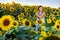 Woman on blooming sunflower field