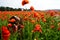 Woman blow bubble in poppy field, dreams, wishes.