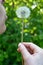 Woman blowing on a dandelion, on a blurred background. Springtime. Close-up.