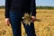 Woman in blue sweater and jeans with dried yellow golden colored wheat spicas bunch in hands. Agricultural field