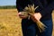 Woman in blue sweater and jeans is holding bunch of mature dried corn wheat sterms. Bread spicas after reaping agricultural field