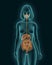 Woman body with digestive system internal organs 3d render