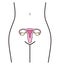 Woman body and organ uterus, vector illustration