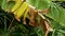 Woman botanist hand touches and swings autumn dry leaf of banana tree