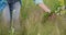 Woman with bouquet of field herbs and flowers touching blooming plants in summer field