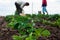 Woman and a boy are planting strawberries plants