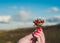 The woman with bright nails holds a bouquet of red berries of cowberry