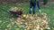 Woman bring dry maple leaves into a wheelbarrow in yard. 4K