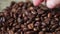Woman Brown tauch Coffee beans loop video