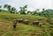 A woman with buffaloes on the hill