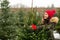 Woman buying Christmas tree