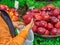 Woman buying and putting an apple into bio plastic bag