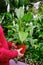 Woman buys white spathiphyllum houseplants for her flower garden