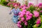 Woman care of flowers in garden. happy woman gardener with flowers. hydrangea. Spring and summer. Greenhouse flowers