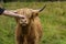 Woman caresses cute highland cattle - cow, Highlands, Scotland