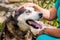 Woman caresses her faithful Husky breed dog. Faithful Husky breed dog with blue eyes near his mistress_