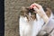 A woman caressing a stray cat.