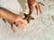 Woman in the Caribbean Sea, holds in the hands of starfish