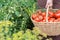 Woman caries tomatoes in a basket across vegetable garden