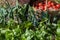 Woman caries tomatoes in a basket across vegetable garden