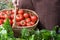 Woman caries tomatoes in a basket across vegetable garden