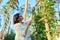 Woman caring for a climbing rose bush, tying branches on a wooden support