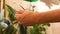 A woman caring for indoor plants wipes the dust from the leaves with a rag. Growing and caring for palm trees. Close-up of female