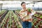 Woman caring for lavender sprouts plant in greenhouse