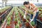 Woman caring for lavender sprouts plant in greenhouse