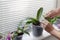 Woman caring for plant Phalaenopsis orchid, cutting old peduncle, home gardening