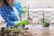 Woman caring for plant Phalaenopsis orchid, cutting roots, changing soil