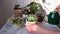 A woman caring for plants at home. Woman watering potted plant from watering can