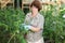 Woman caring for tomato sprouts in a greenhouse