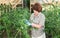 Woman caring for tomato sprouts in a greenhouse