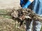 A woman carries dried plants on a pitchfork. General cleaning of the territory from debris and last year`s dried plants.The