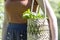 Woman carries in a wicker straw bag fresh greens salad and basil.