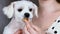 Woman carrying, hugging and feeding with a treat a white Maltese dog