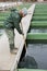 Woman catching fish with landing net on sturgeon farm