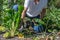 Woman - ceuillette in a vegetable garden