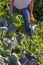 Woman - ceuillette in a vegetable garden