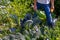 Woman - ceuillette in a vegetable garden