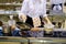 Woman chef roasts in a frying pan in public kitchen. Championship of professional skills among people with disabilities Abilympics