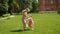 woman and a child in pink dresses run across a green field against the background of an old castle building in summer.