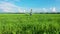 A woman with a child walk along the road along green fields of young wheat shoots against a blue sky with white feathery clouds