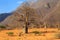 Woman and child walking through a baobab valley